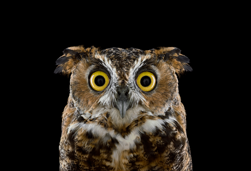 Illustration for article titled Take A Moment To Marvel At These Unusually Intimate Owl Portraits